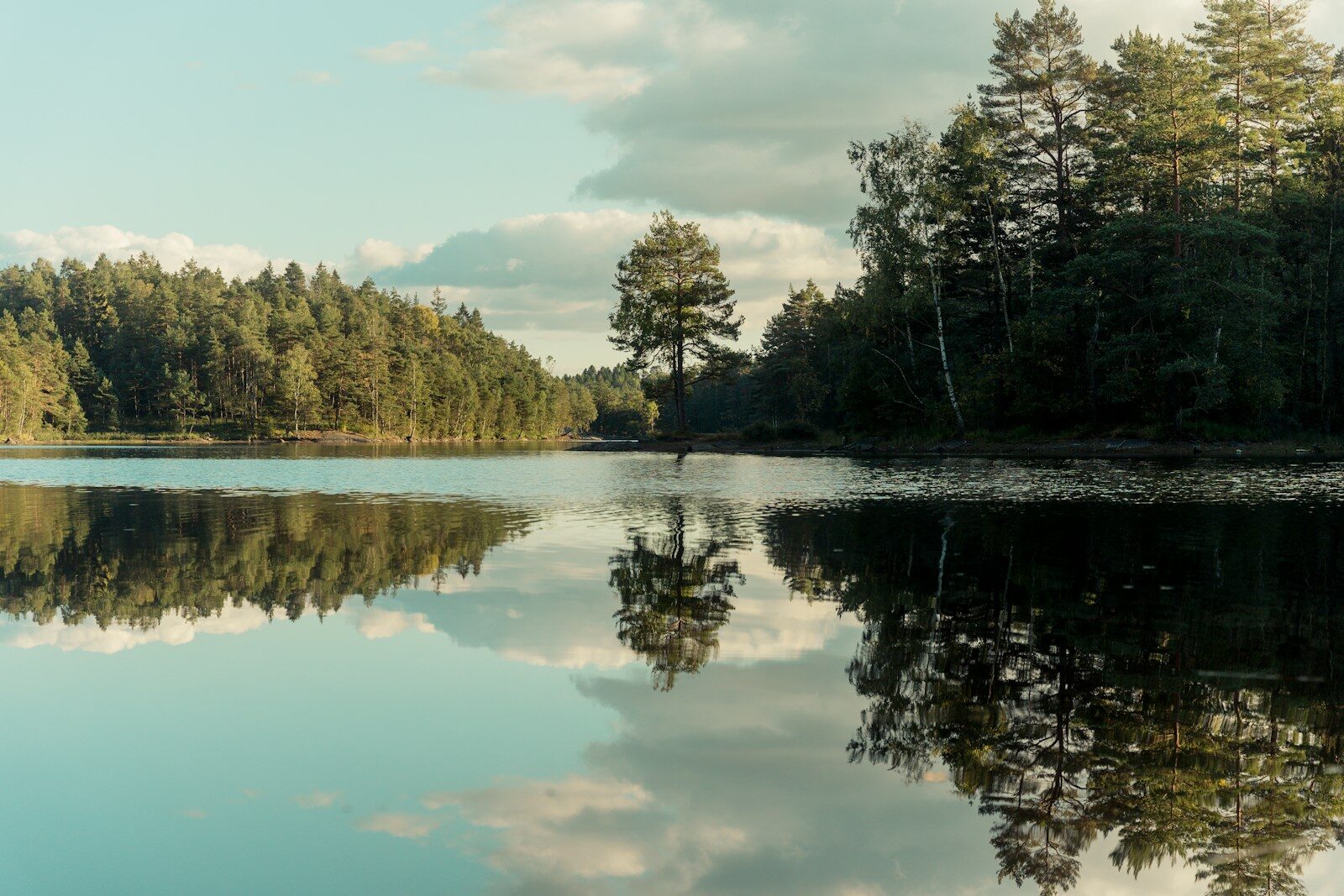 a lake surrounded by trees